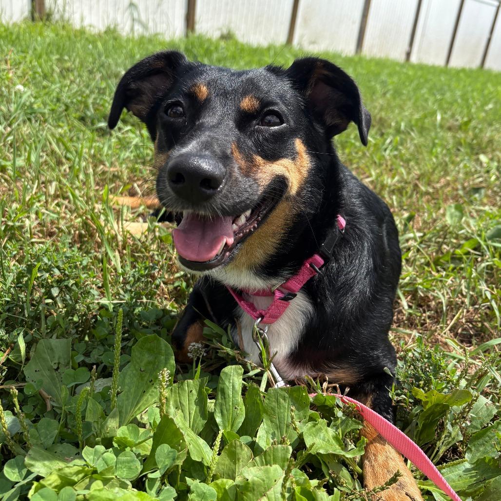 Enlarge Jojo, a Adoptable mixed breed in West Des Moines, IA image 4/4