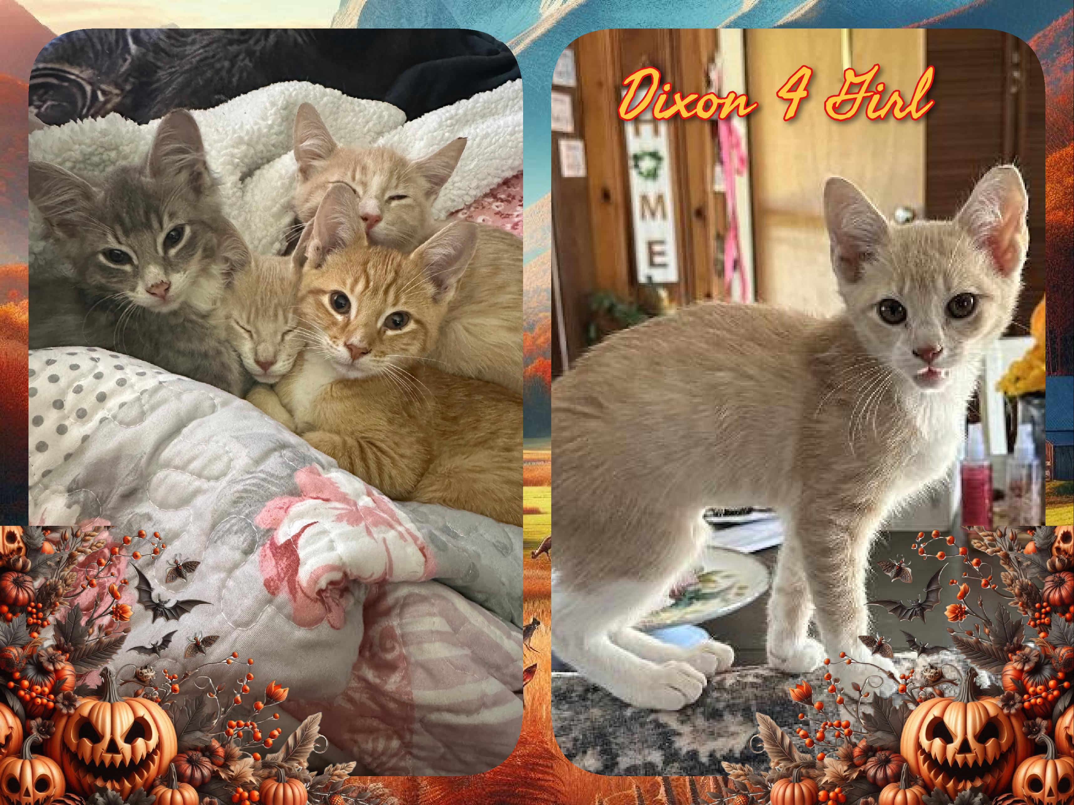 Enlarge Dixon 4 Girl, a Adoptable Domestic Short Hair in Corinth, NY image 1/1