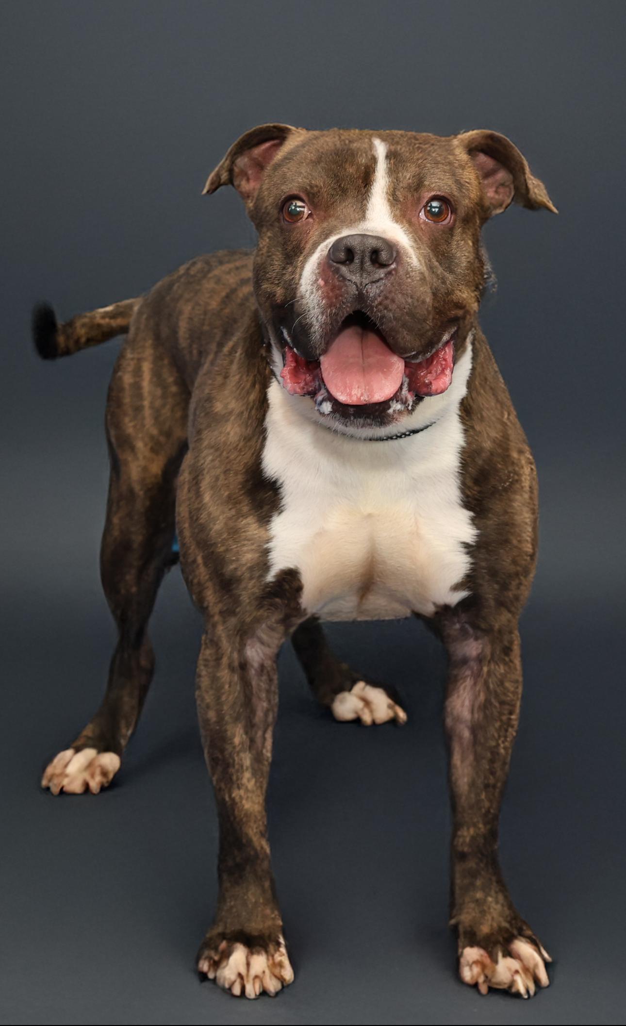 Spice, Adoptable, Adult Male Pit Bull Terrier.