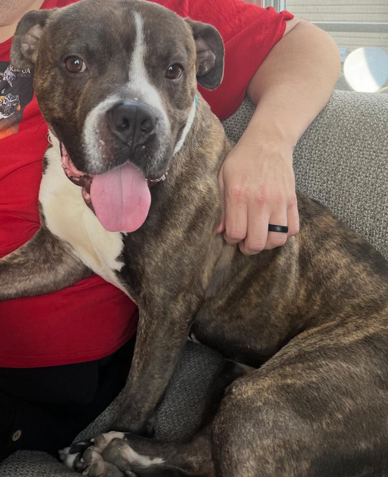 Enlarge Spice, a Adoptable Pit Bull Terrier in merrillville, IN image 2/6