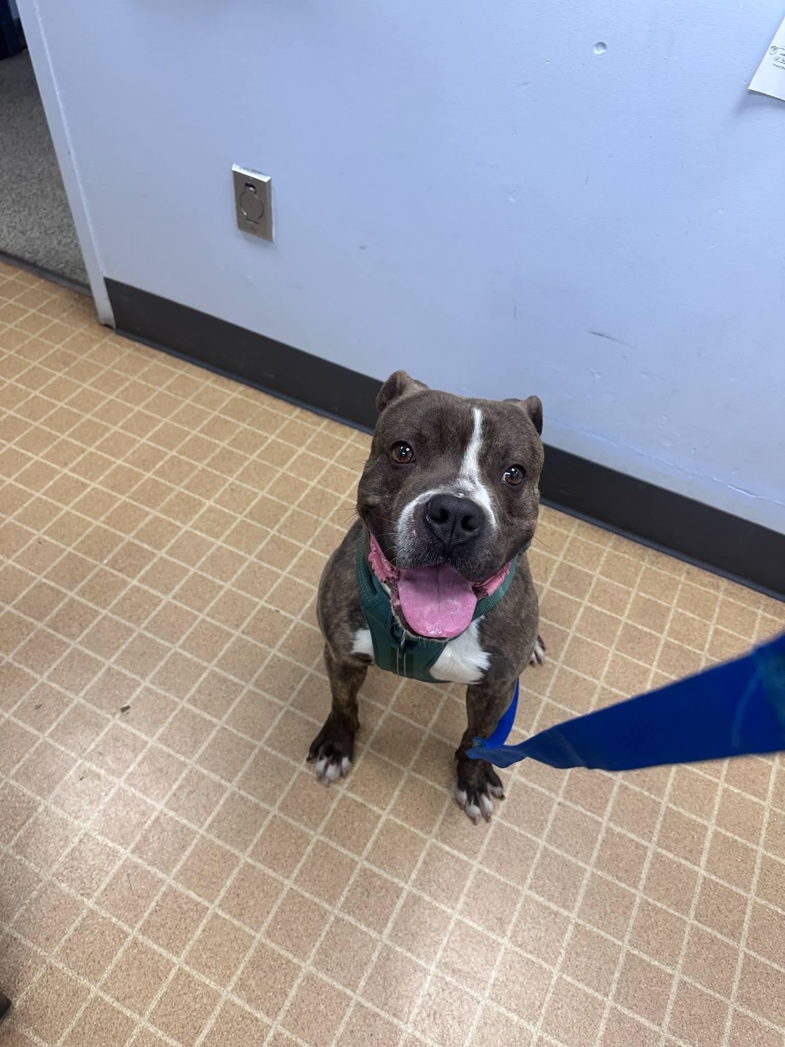 Enlarge Spice, a Adoptable Pit Bull Terrier in merrillville, IN image 3/6