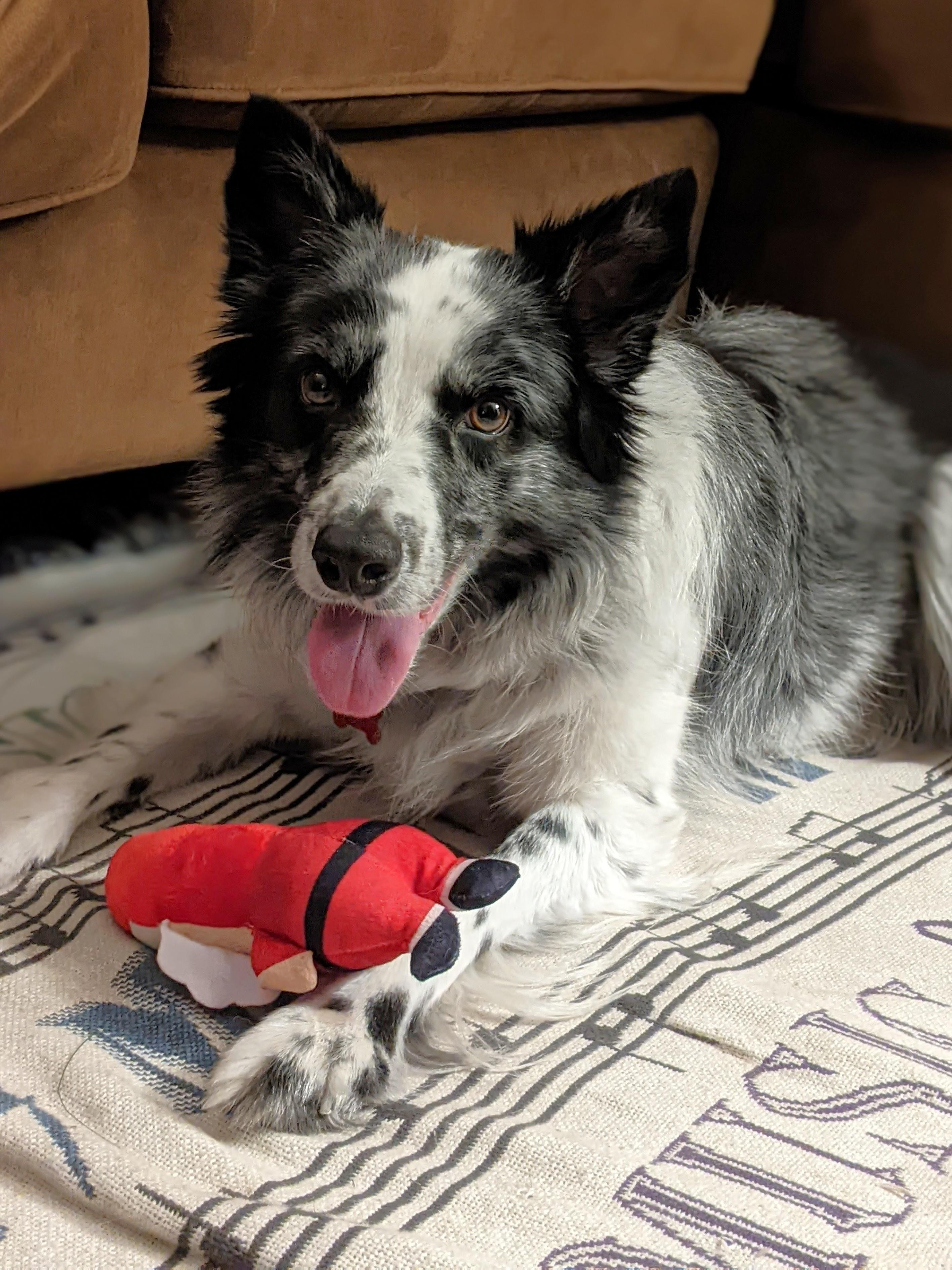 JJ, ADOPTABLE, Adult Male Border Collie.