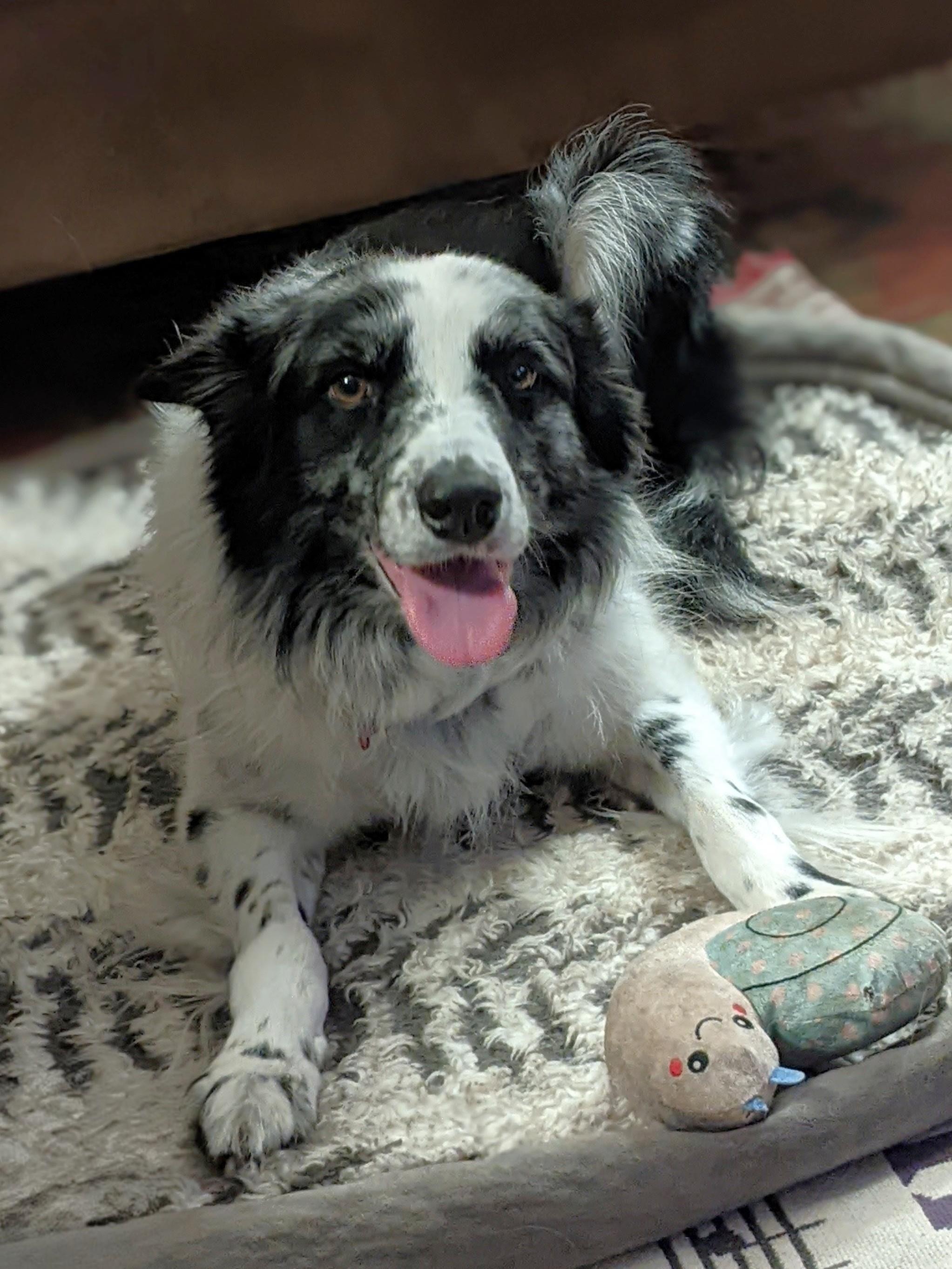 JJ, a ADOPTABLE Border Collie in Minneapolis, MN image 2/6