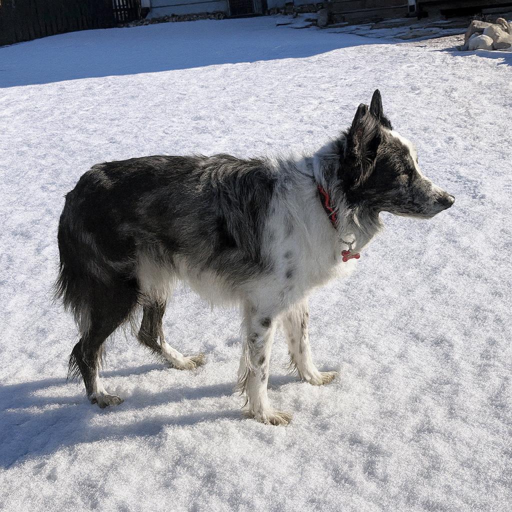 JJ, a ADOPTABLE Border Collie in Minneapolis, MN image 3/6