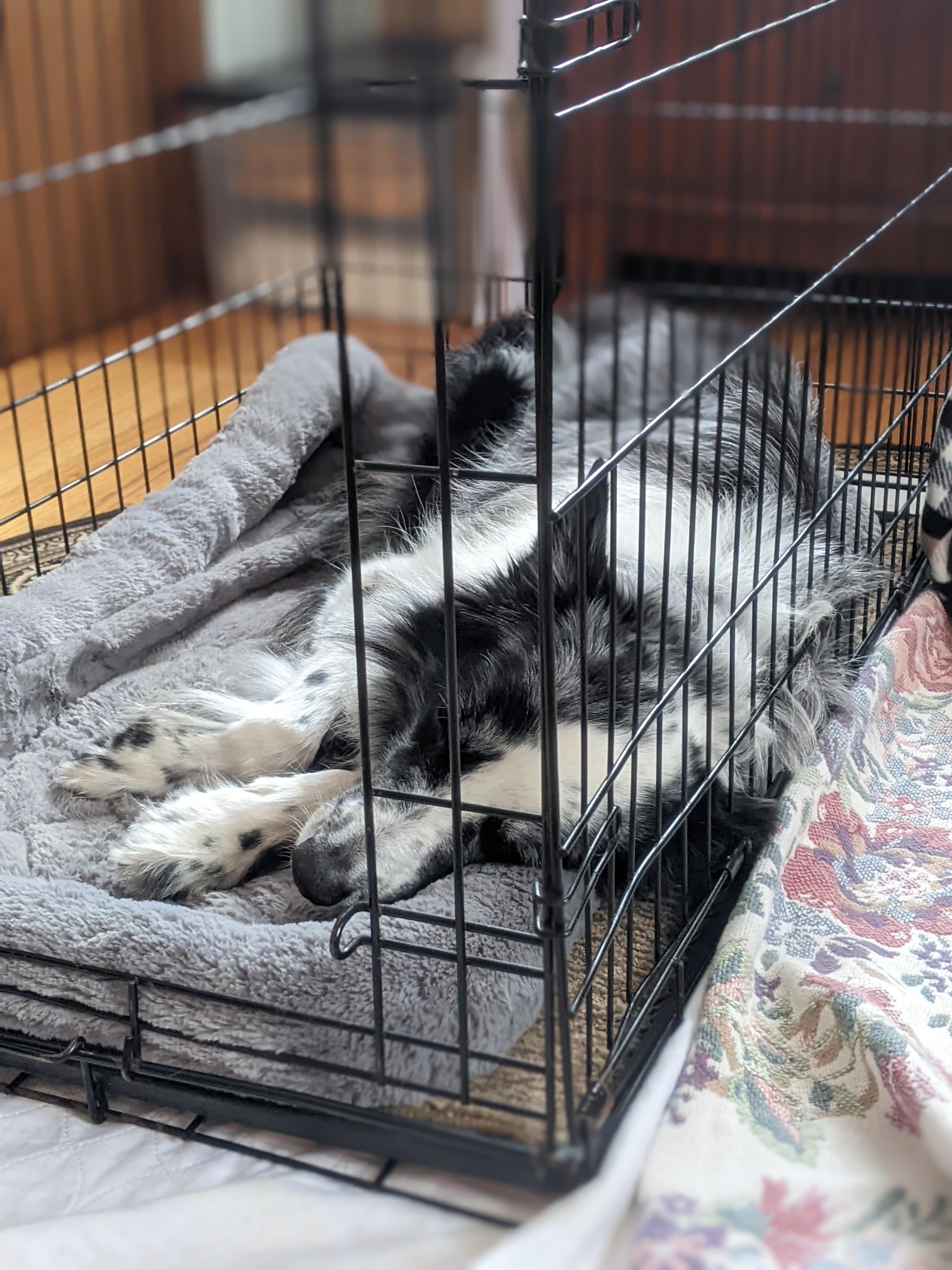 JJ, a ADOPTABLE Border Collie in Minneapolis, MN image 4/6