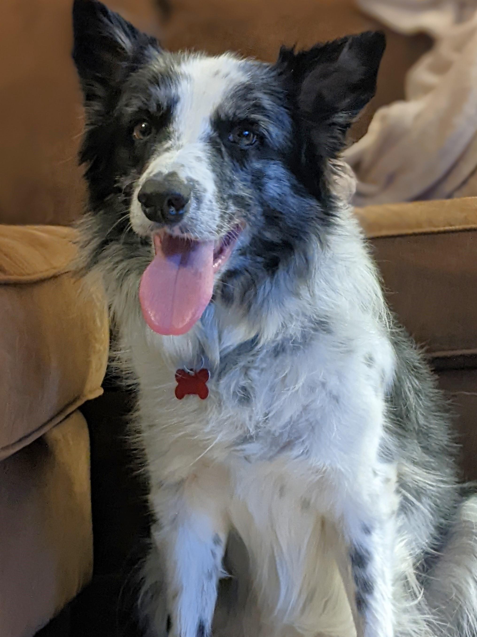 JJ, a ADOPTABLE Border Collie in Minneapolis, MN image 5/6