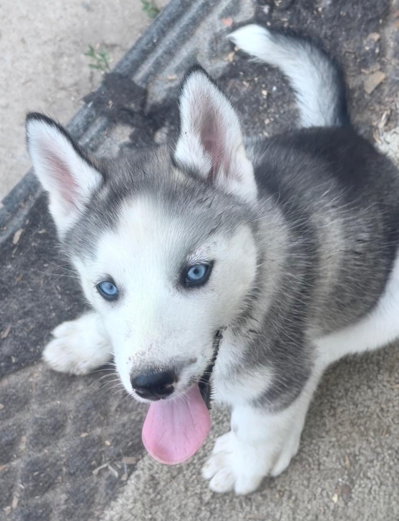 Majesty, adopted, Puppy Female Husky.
