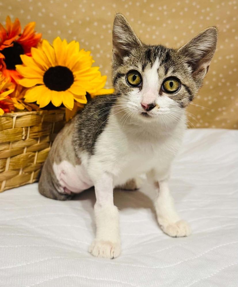 Gelato, Adoptable, Kitten Female Domestic Short Hair.