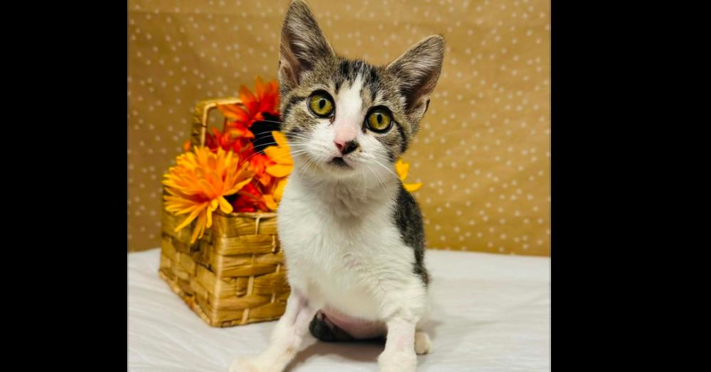 Enlarge Gelato, a Adoptable mixed breed in Groveland, MA image 2/4