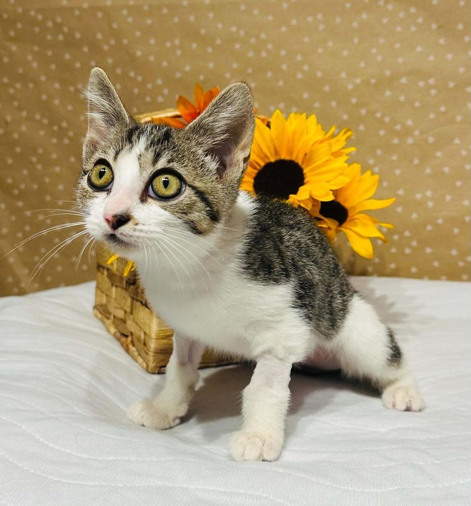 Enlarge Gelato, a Adoptable mixed breed in Groveland, MA image 3/4
