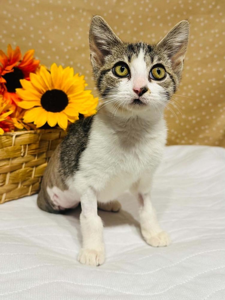 Enlarge Gelato, a Adoptable mixed breed in Groveland, MA image 4/4