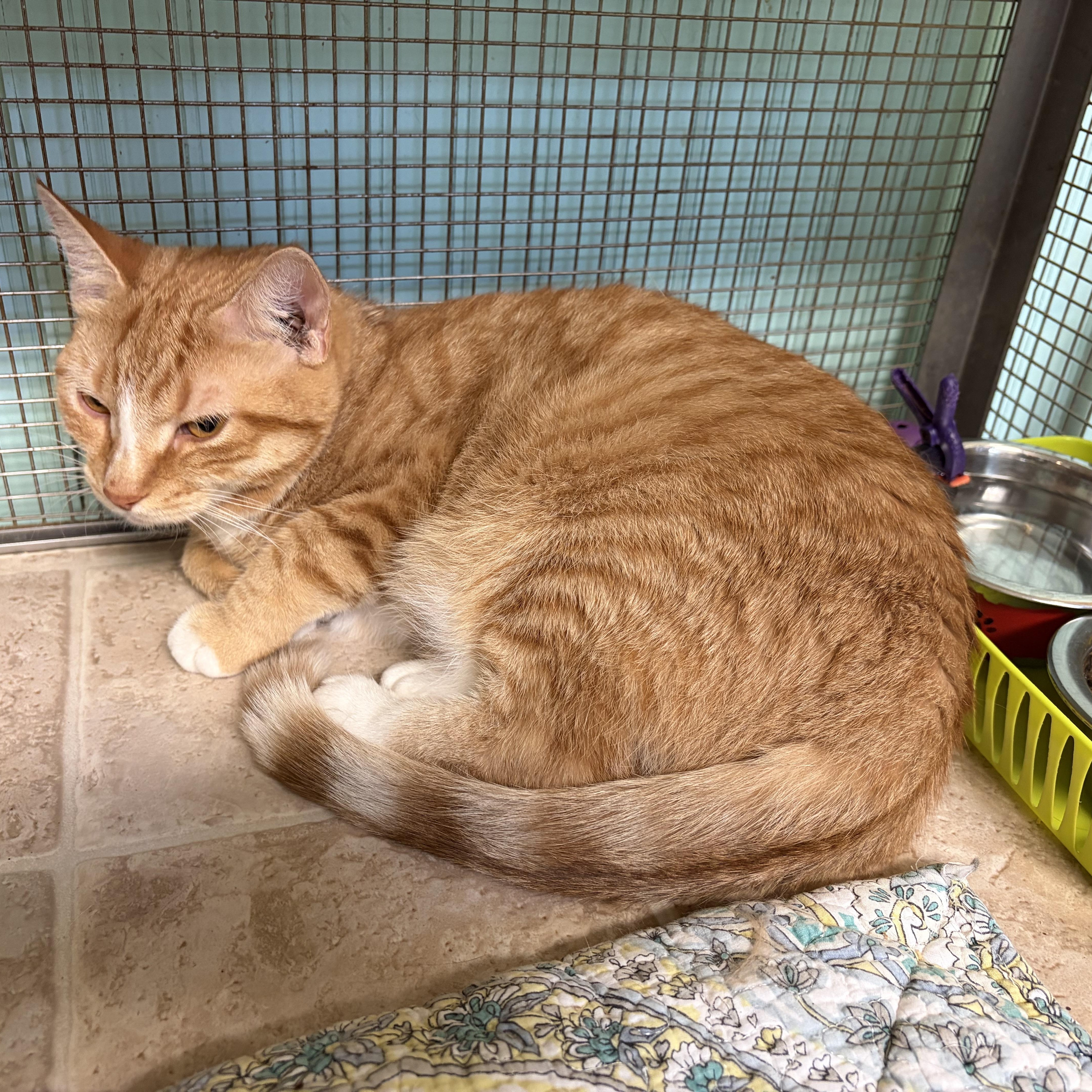 Enlarge Bourbon & Audra (bonded pair), a Adoptable Domestic Short Hair in Cortland, NY image 2/2
