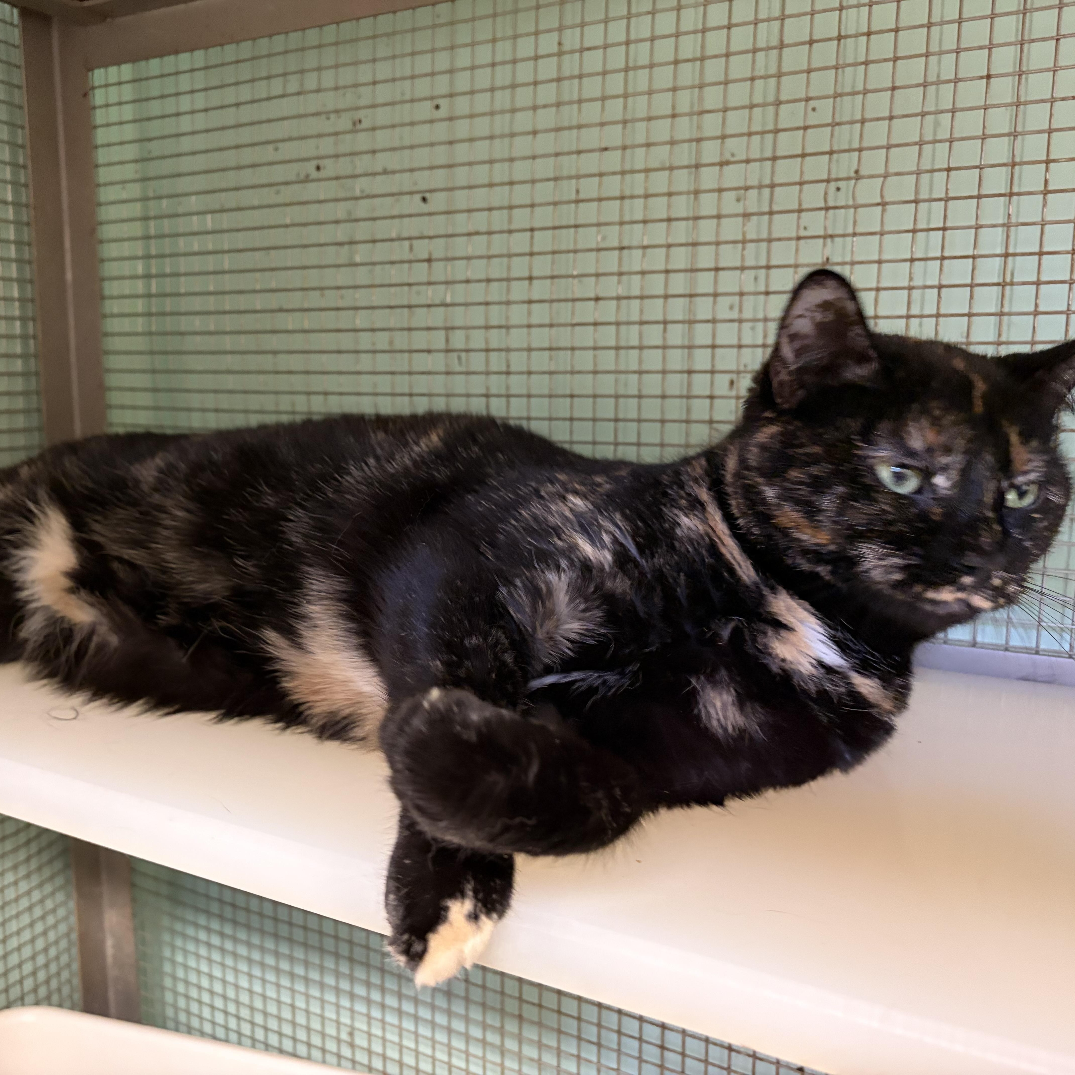 Bourbon & Audra (bonded pair), Adoptable, Young Male Domestic Short Hair.