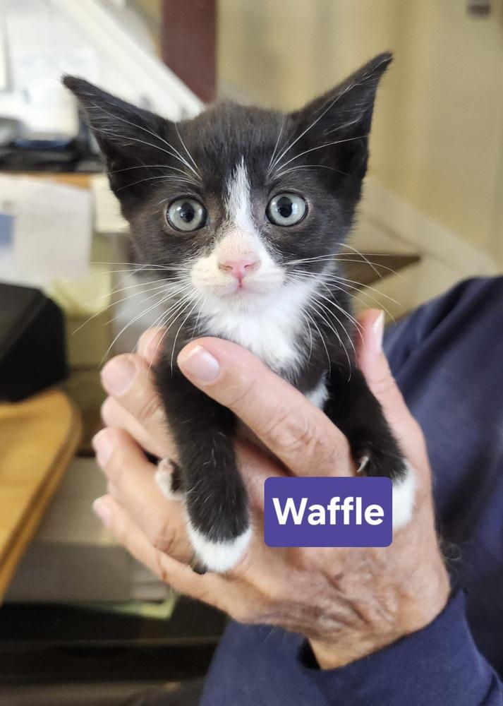 Enlarge Waffle, a Adoptable mixed breed in East Greenville, PA image 3/4
