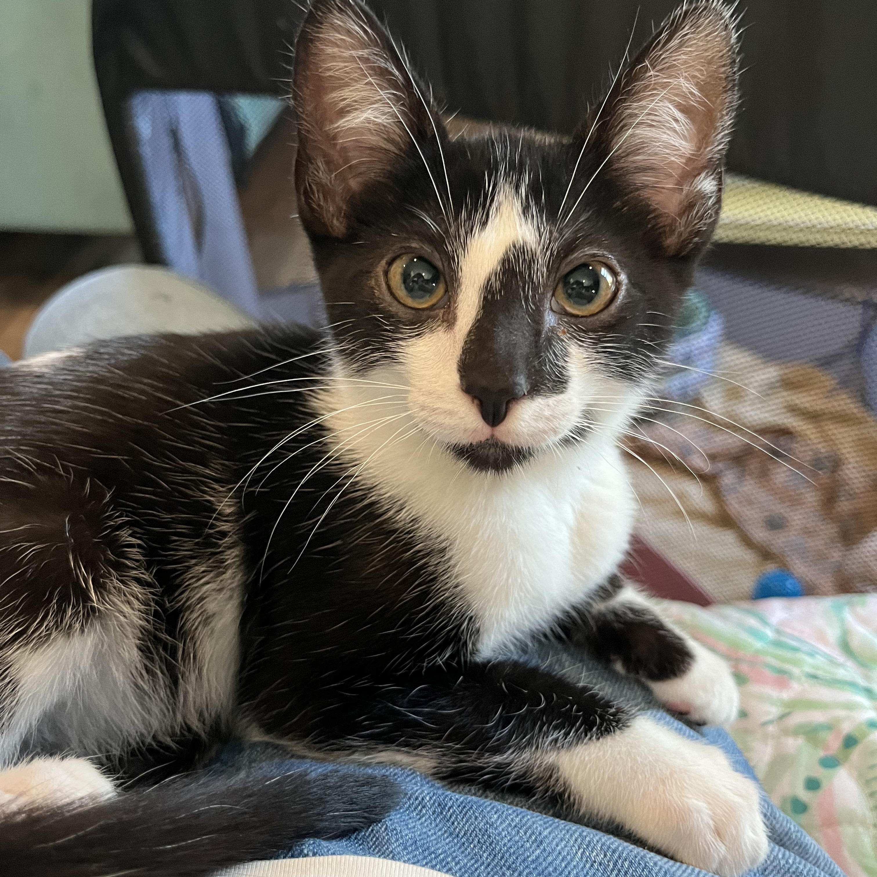 Cowboy (Male Kitten) Domestic Short Hair Cat