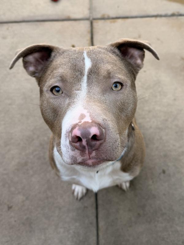 Eaton, Adoptable, Young Male Pit Bull Terrier.