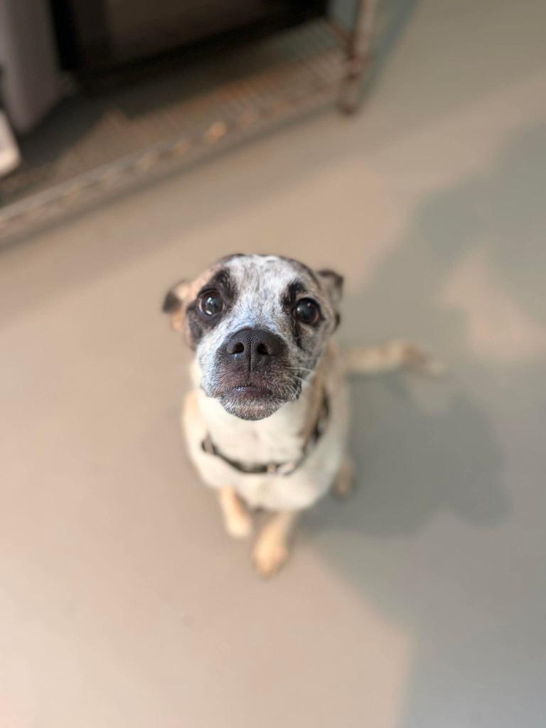 Enlarge Jasper, a Adoptable mixed breed in Ashland, WI image 1/3