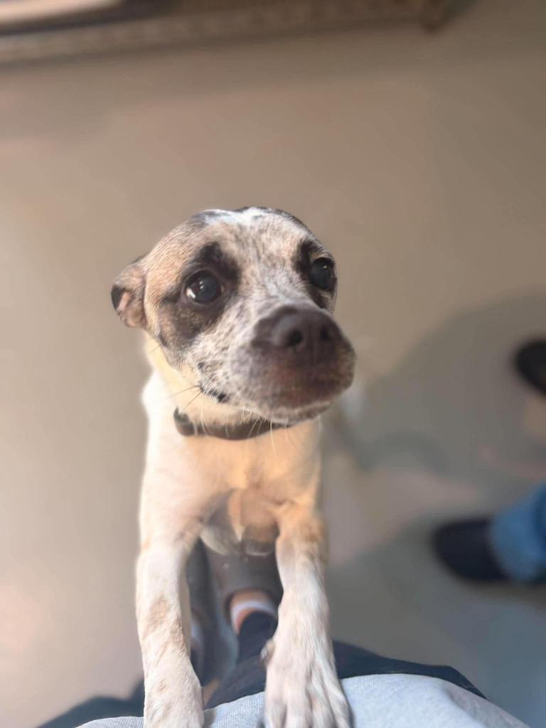 Enlarge Jasper, a Adoptable mixed breed in Ashland, WI image 2/3