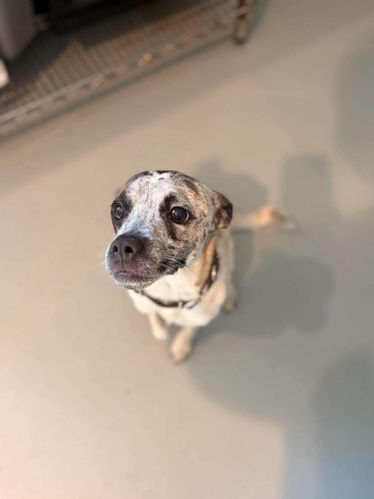 Enlarge Jasper, a Adoptable mixed breed in Ashland, WI image 3/3