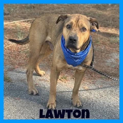 Lawton, ADOPTABLE, Adult Male Mixed Breed.