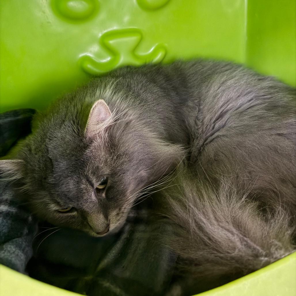 Lovie, Adoptable, Young Male Domestic Medium Hair.