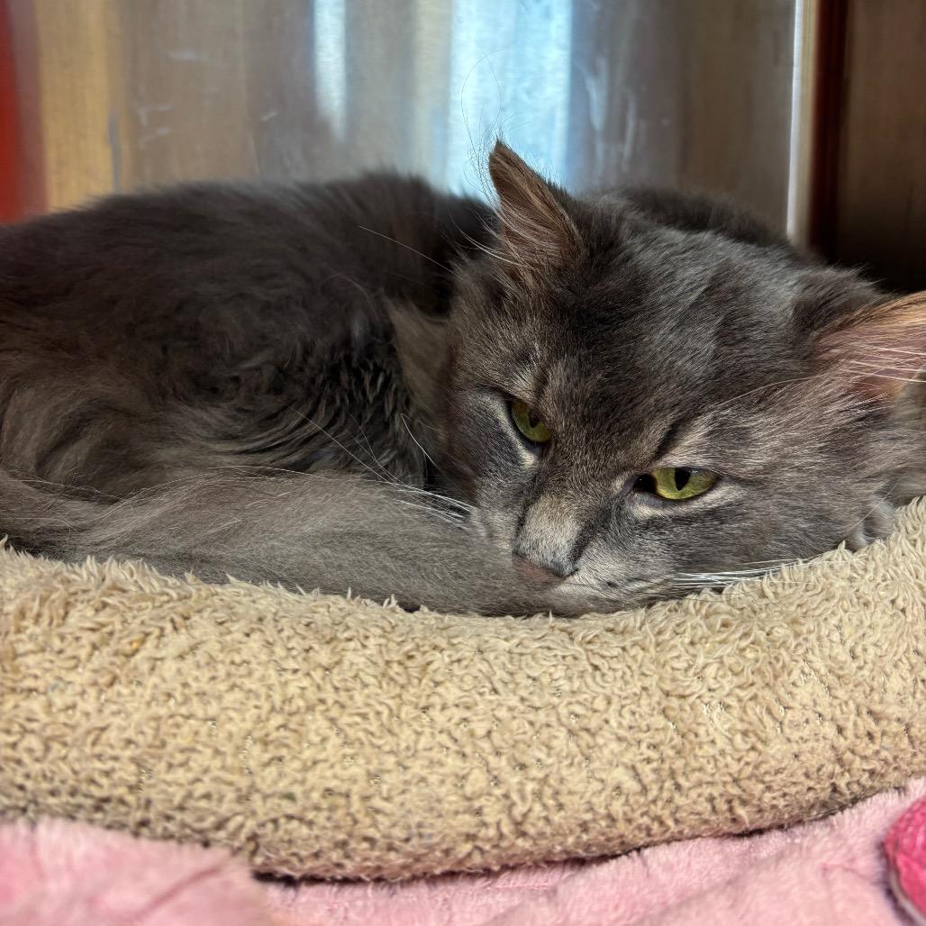 Lovie, a Adoptable Domestic Medium Hair in Waukesha, WI image 2/3
