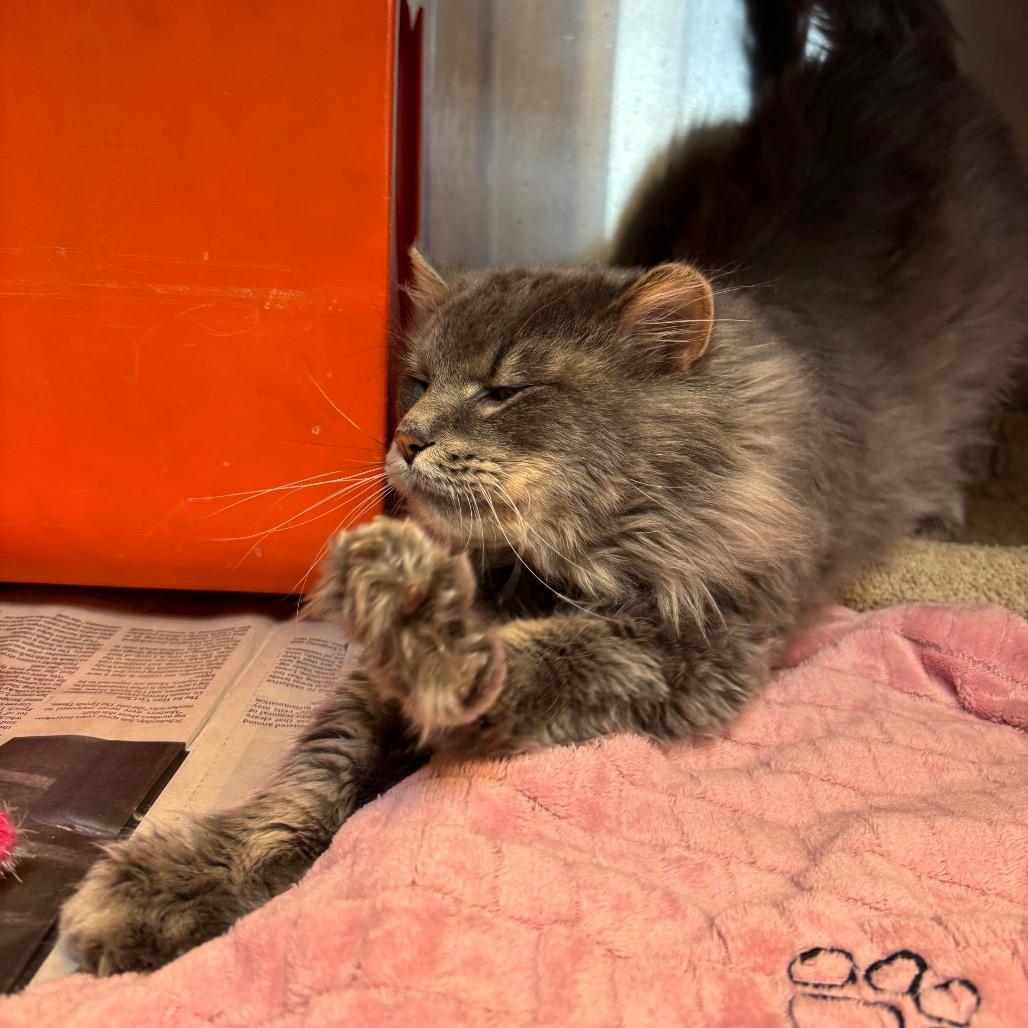 Lovie, a Adoptable Domestic Medium Hair in Waukesha, WI image 3/3