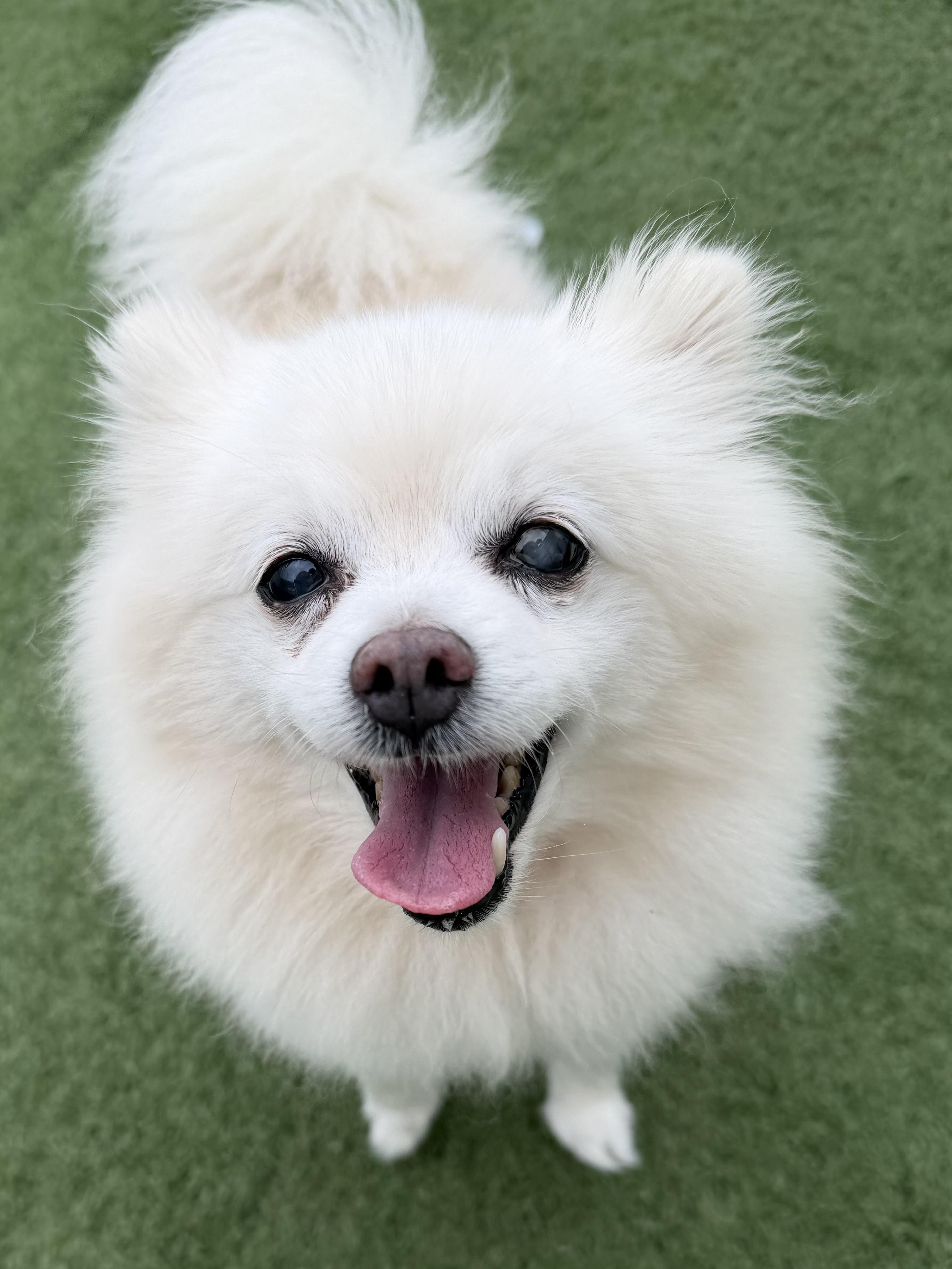 Enlarge Tillie, a ADOPTABLE Pomeranian in MYRTLE BEACH, SC image 1/1