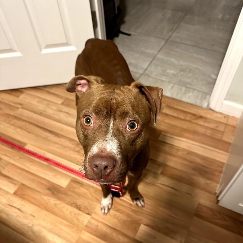 Enlarge Gorin, a Adoptable Mixed Breed in Rossville, GA image 1/6