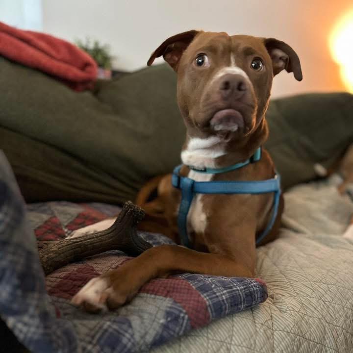 Enlarge Gorin, a Adoptable Mixed Breed in Rossville, GA image 2/6