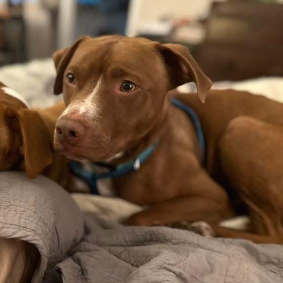 Enlarge Gorin, a Adoptable Mixed Breed in Rossville, GA image 3/6