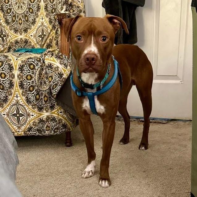 Enlarge Gorin, a Adoptable Mixed Breed in Rossville, GA image 4/6