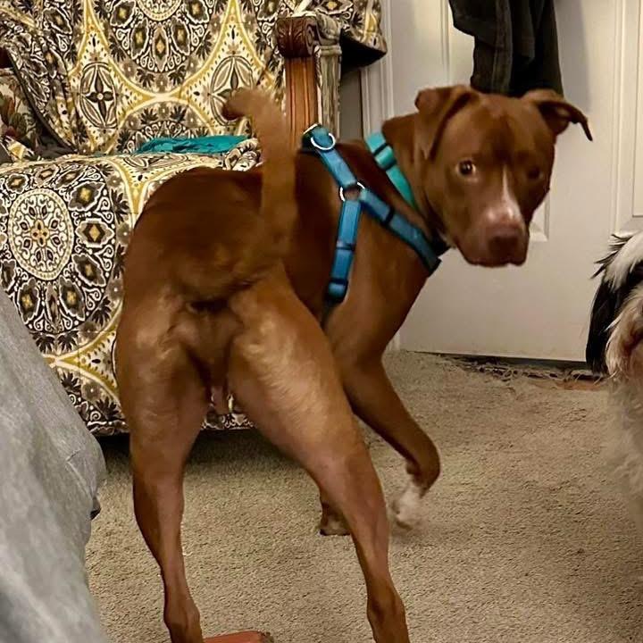 Enlarge Gorin, a Adoptable Mixed Breed in Rossville, GA image 5/6