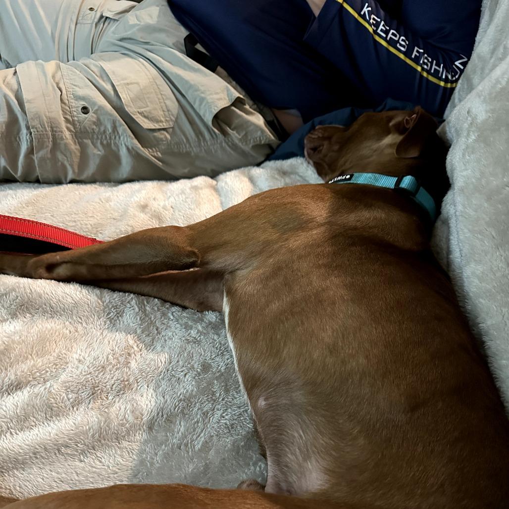 Enlarge Gorin, a Adoptable Mixed Breed in Rossville, GA image 6/6