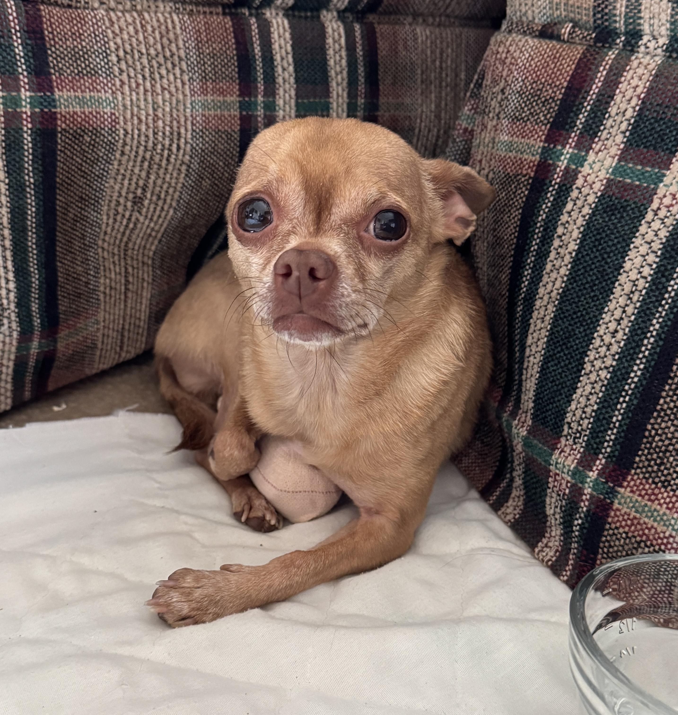 Tippy, a Adoptable mixed breed in Bridgewater, NJ image 2/6