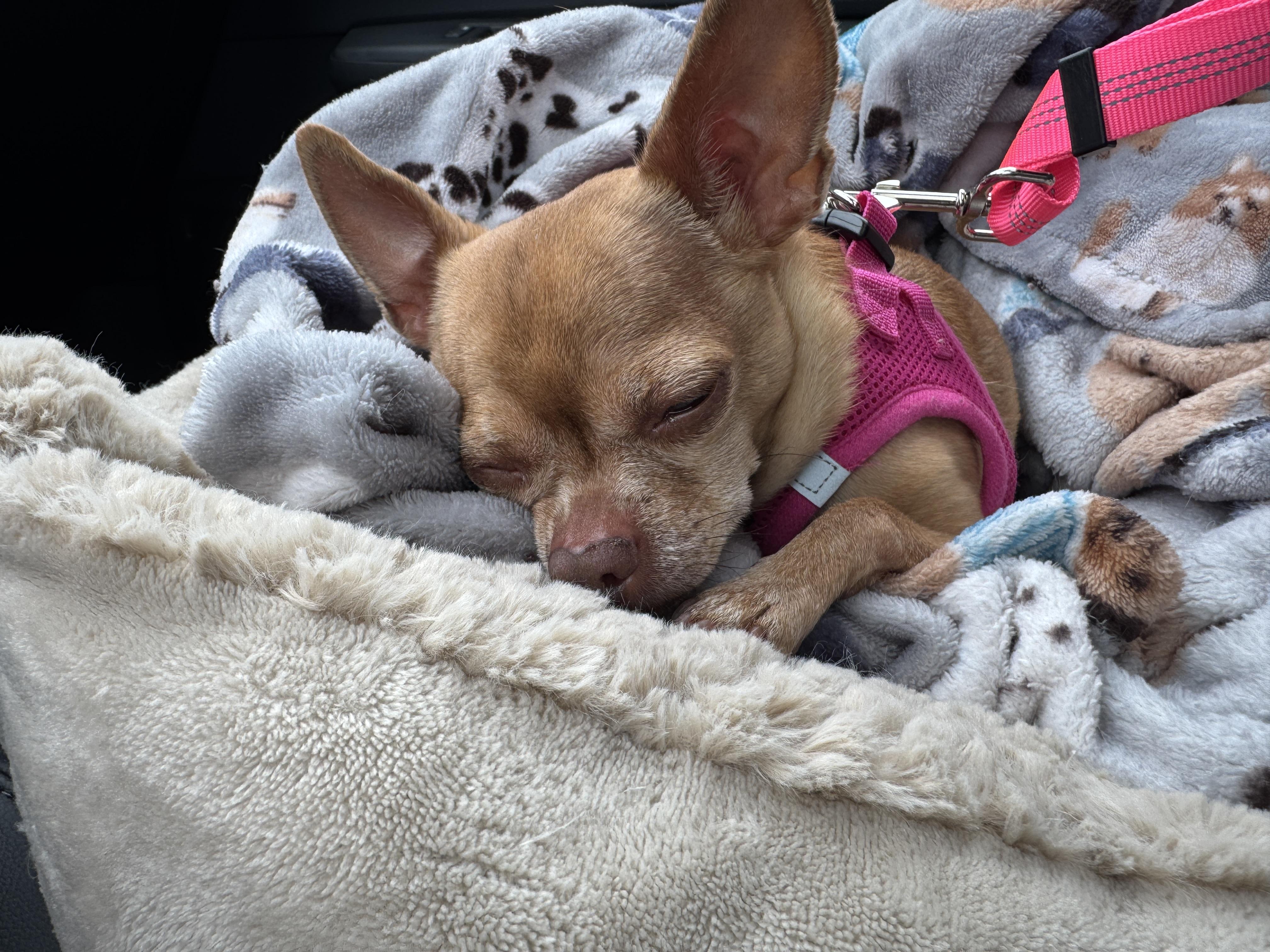 Tippy, a Adoptable mixed breed in Bridgewater, NJ image 3/6