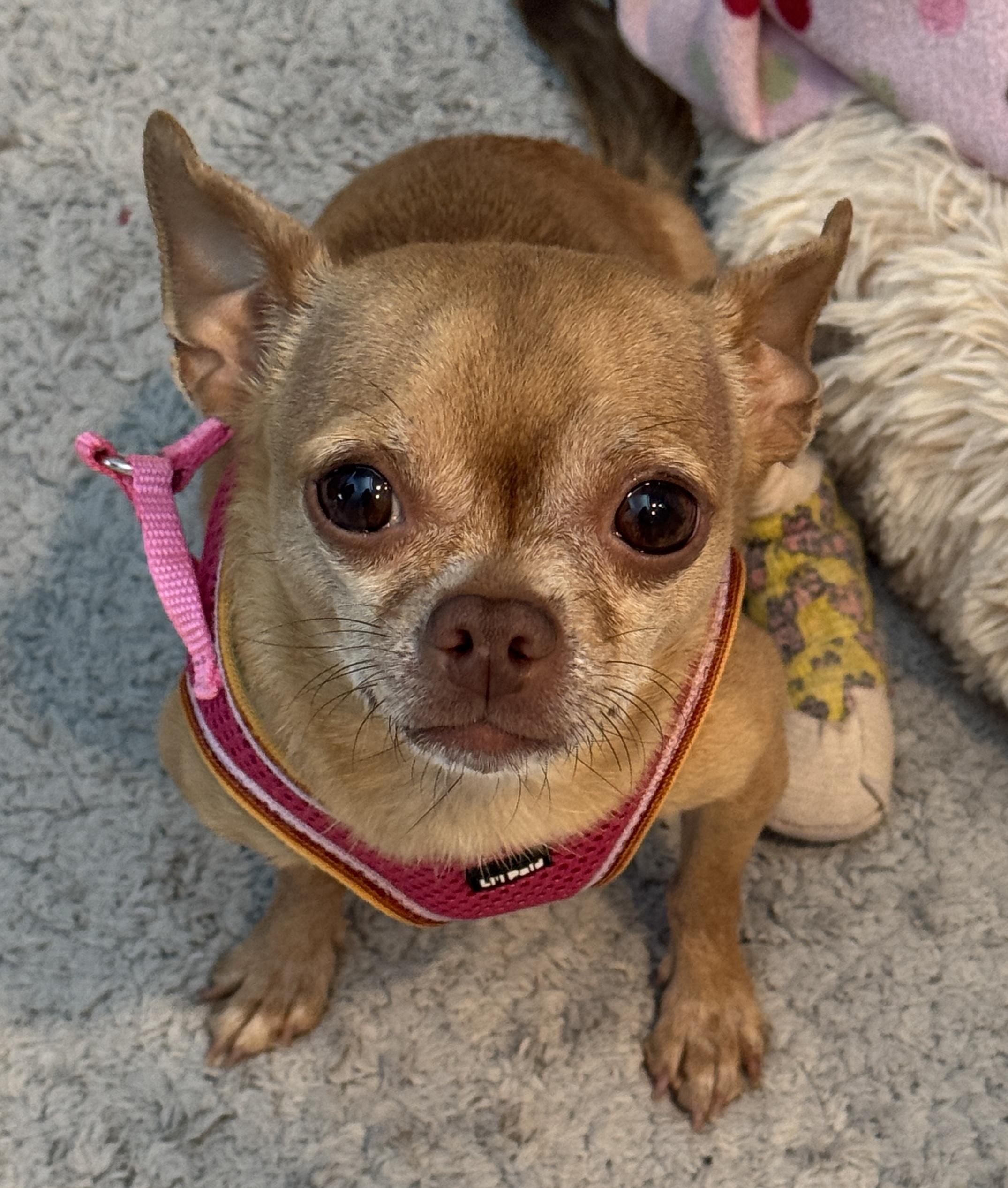 Tippy, Adoptable, Adult Female Chihuahua.
