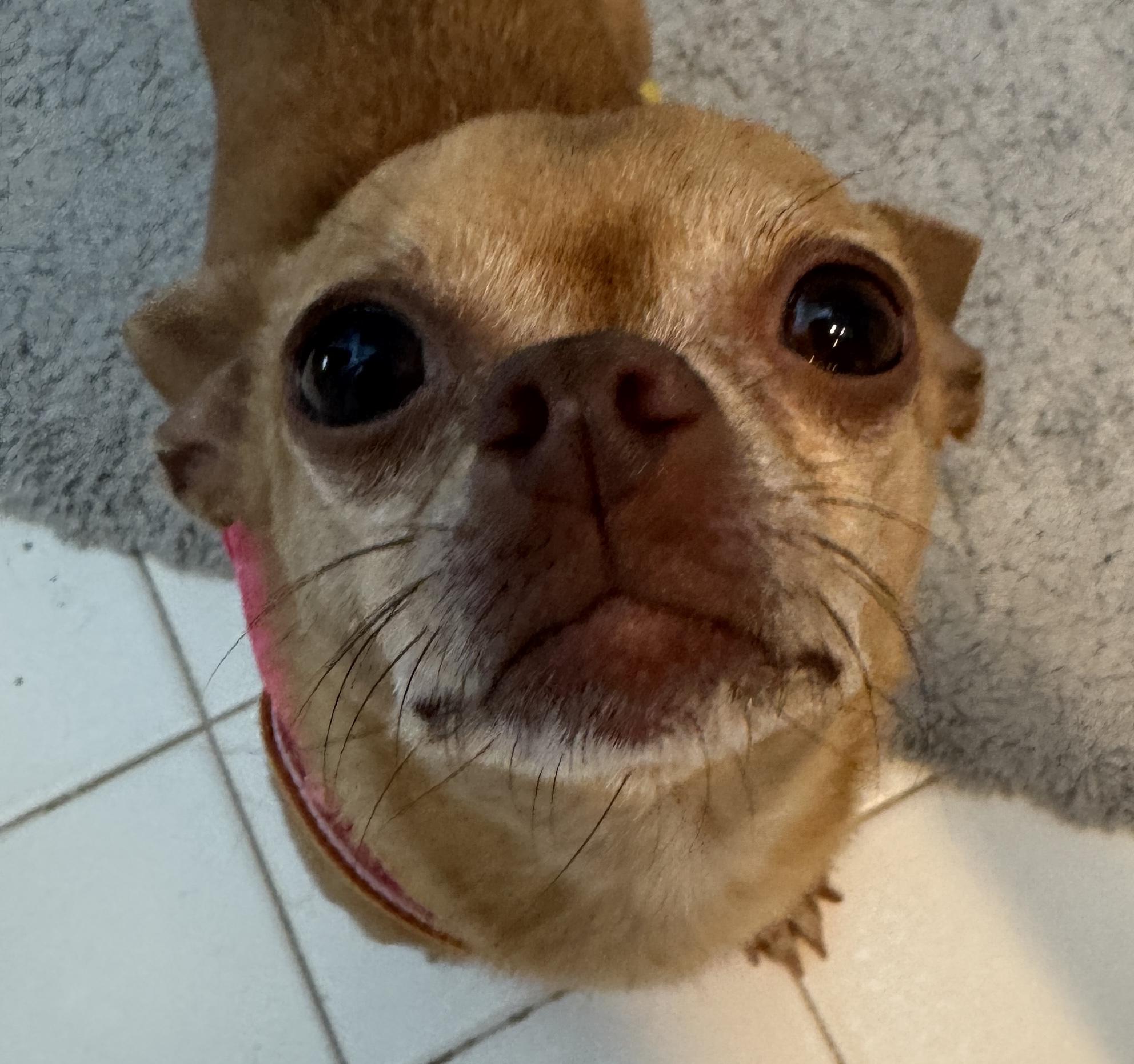 Tippy, a Adoptable mixed breed in Bridgewater, NJ image 4/6