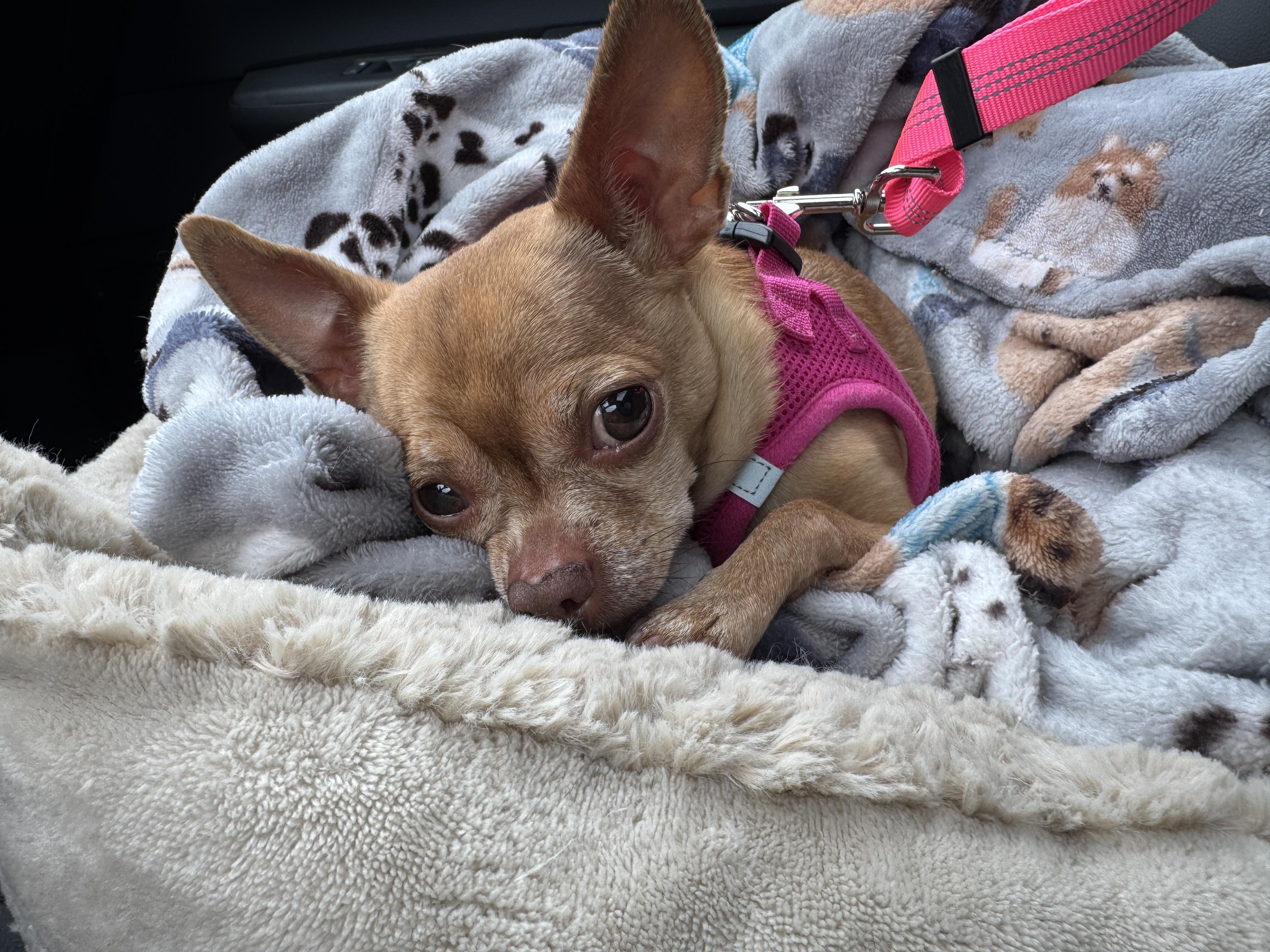 Tippy, a Adoptable mixed breed in Bridgewater, NJ image 5/6