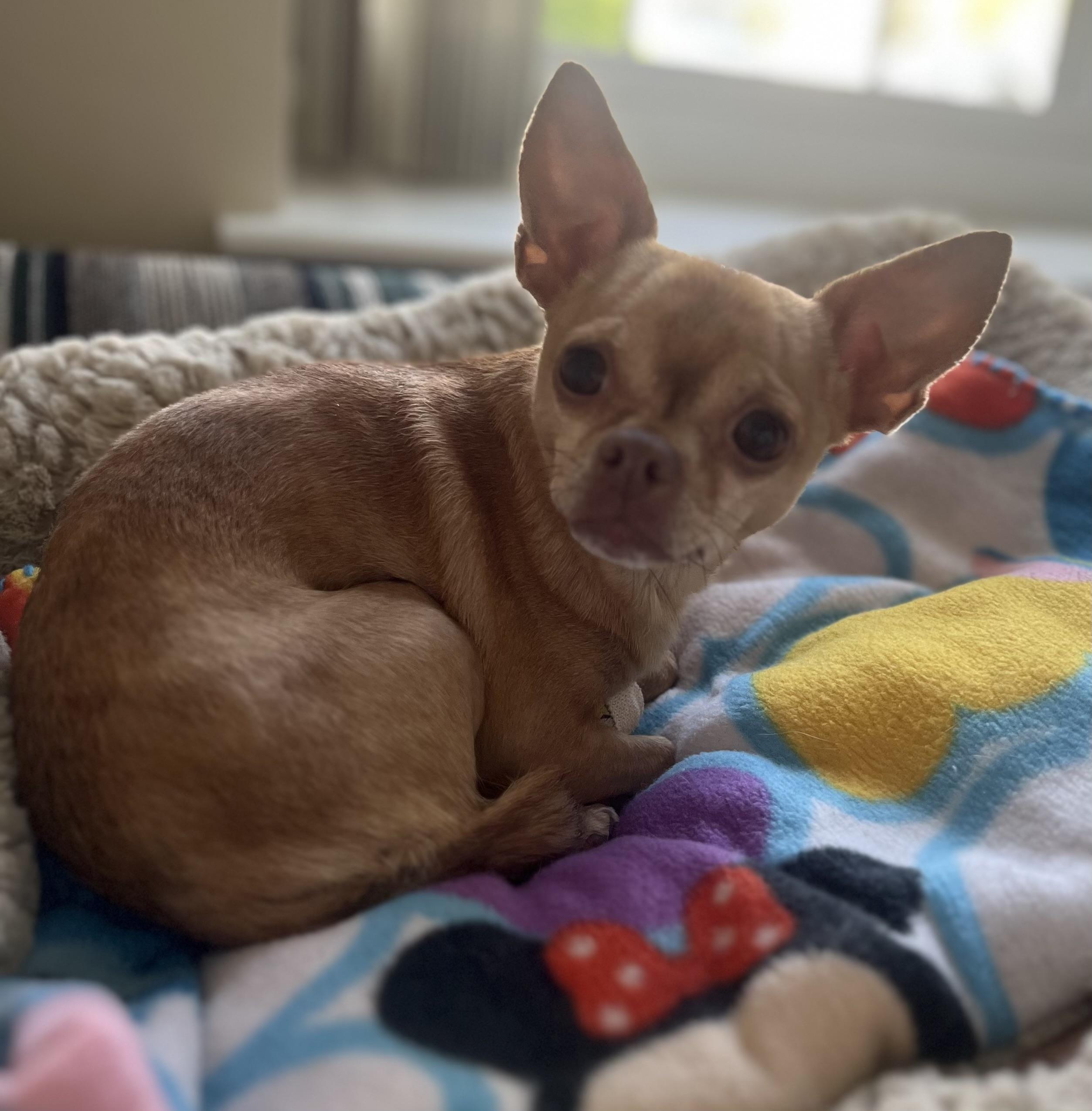 Tippy, a Adoptable mixed breed in Bridgewater, NJ image 6/6