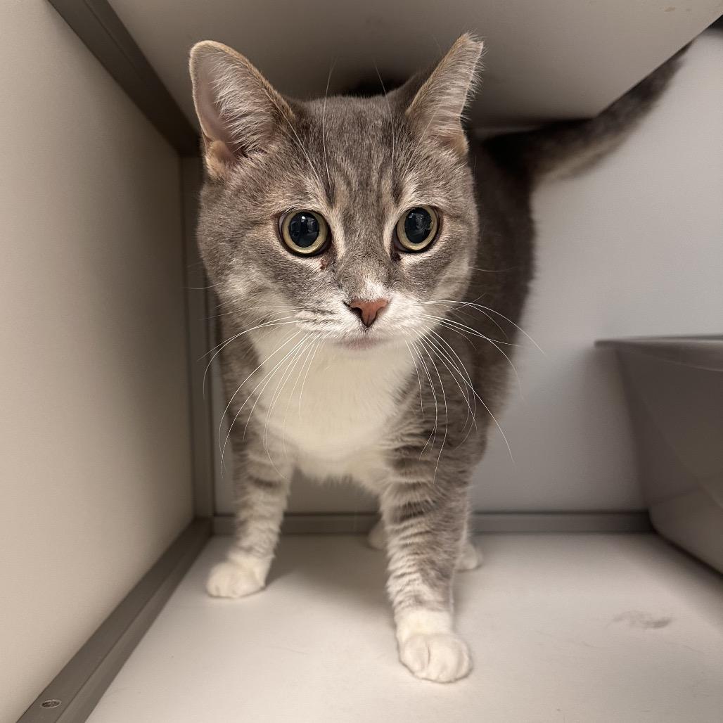 Nelly, Adoptable, Senior Female Domestic Short Hair.
