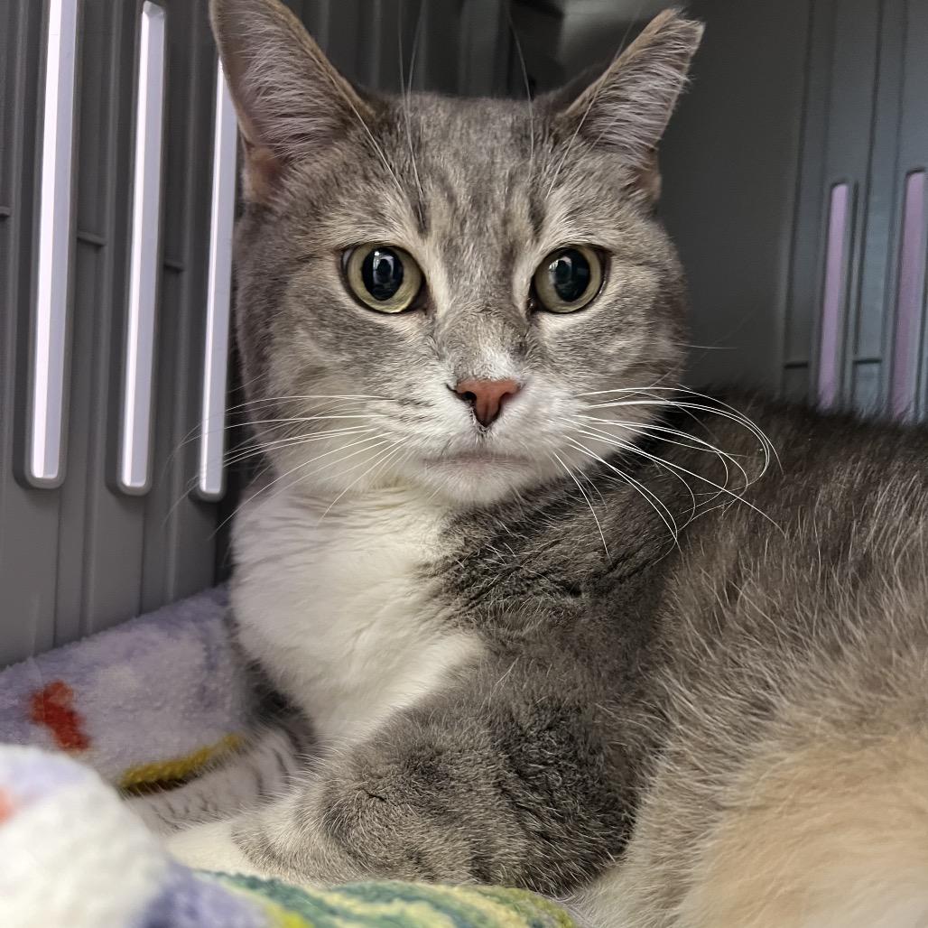 Enlarge Nelly, a Adoptable Domestic Short Hair in Boston, MA image 2/6