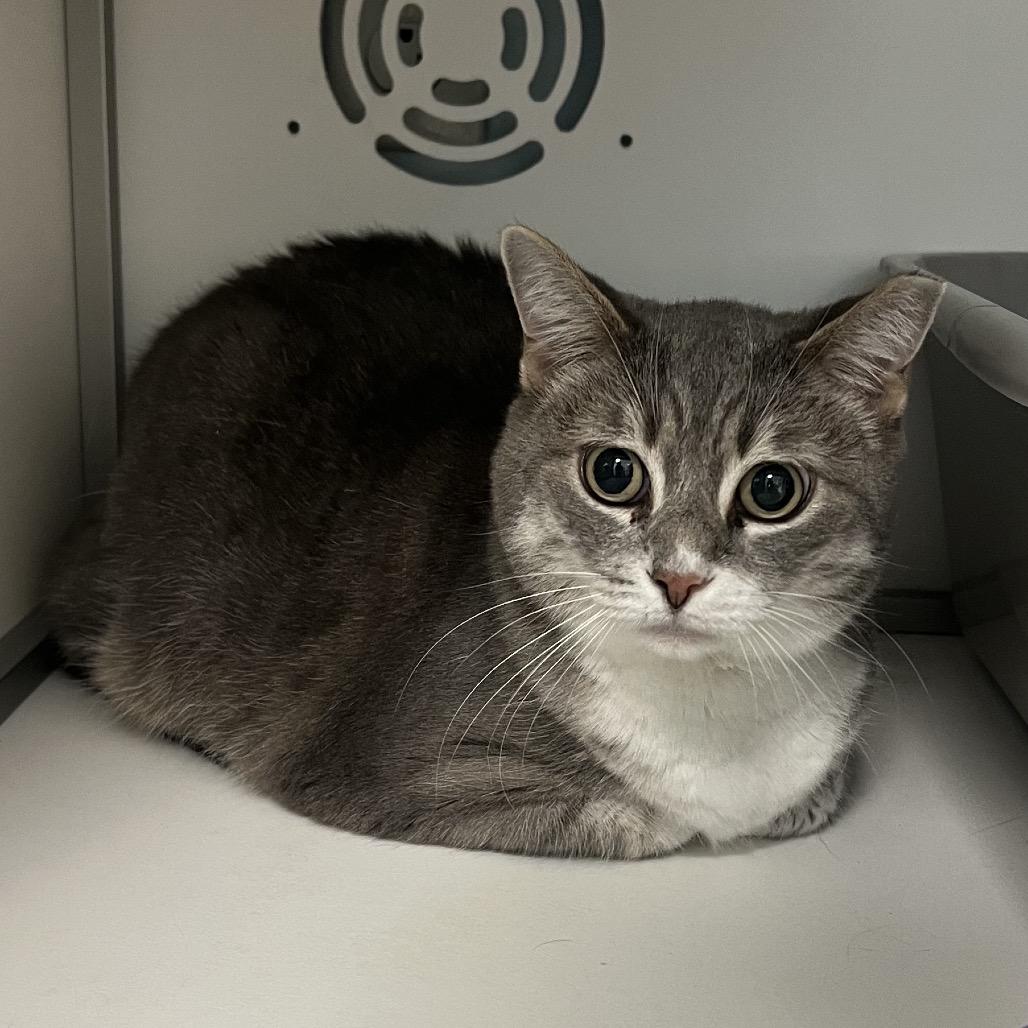 Enlarge Nelly, a Adoptable Domestic Short Hair in Boston, MA image 3/6