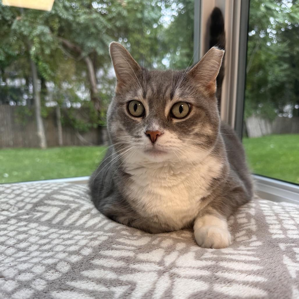 Enlarge Nelly, a Adoptable Domestic Short Hair in Boston, MA image 4/6
