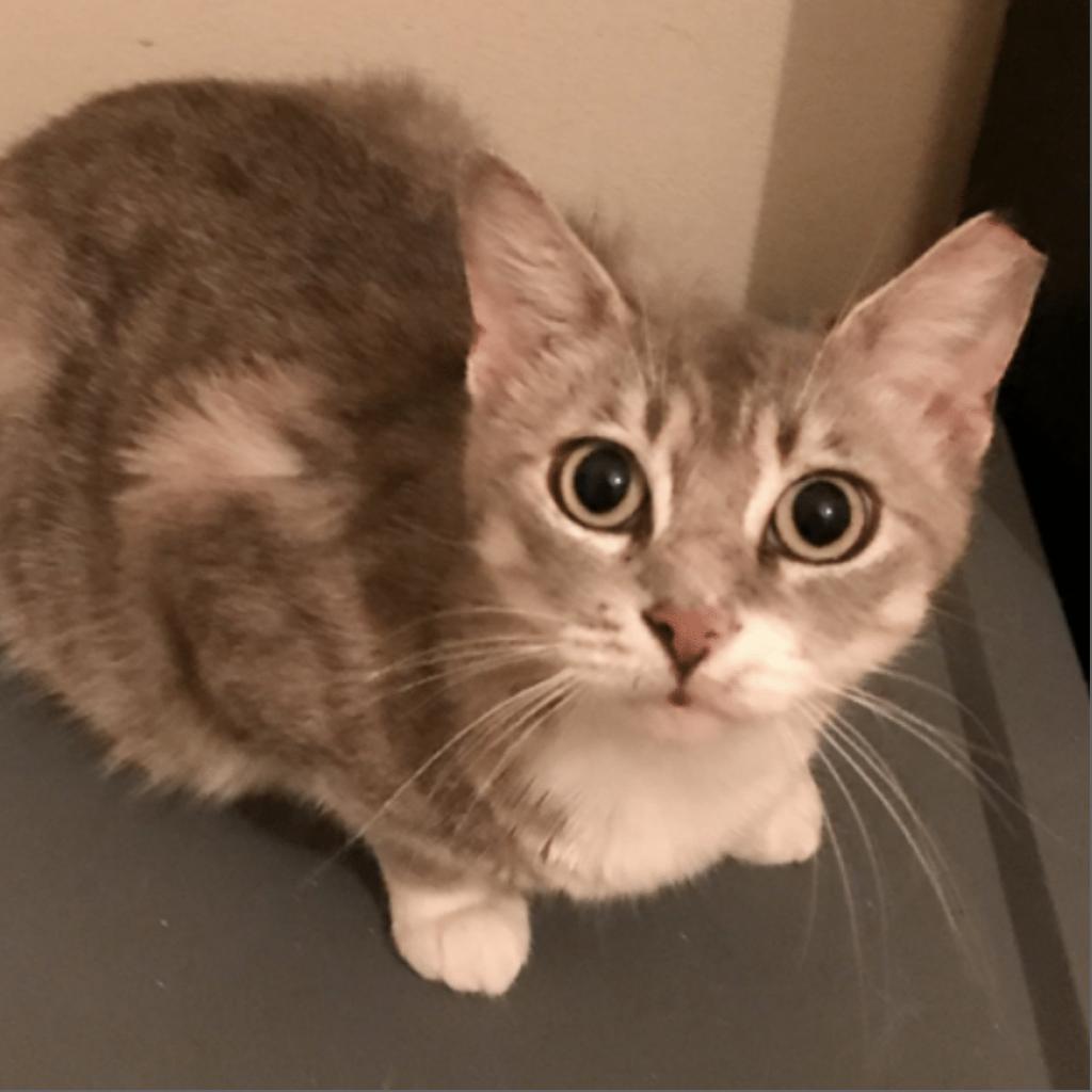 Enlarge Nelly, a Adoptable Domestic Short Hair in Boston, MA image 5/6