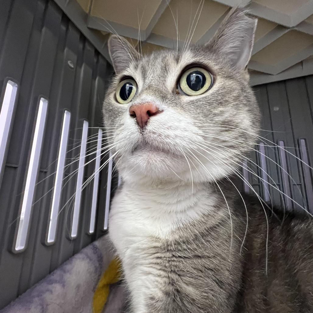 Enlarge Nelly, a Adoptable Domestic Short Hair in Boston, MA image 6/6