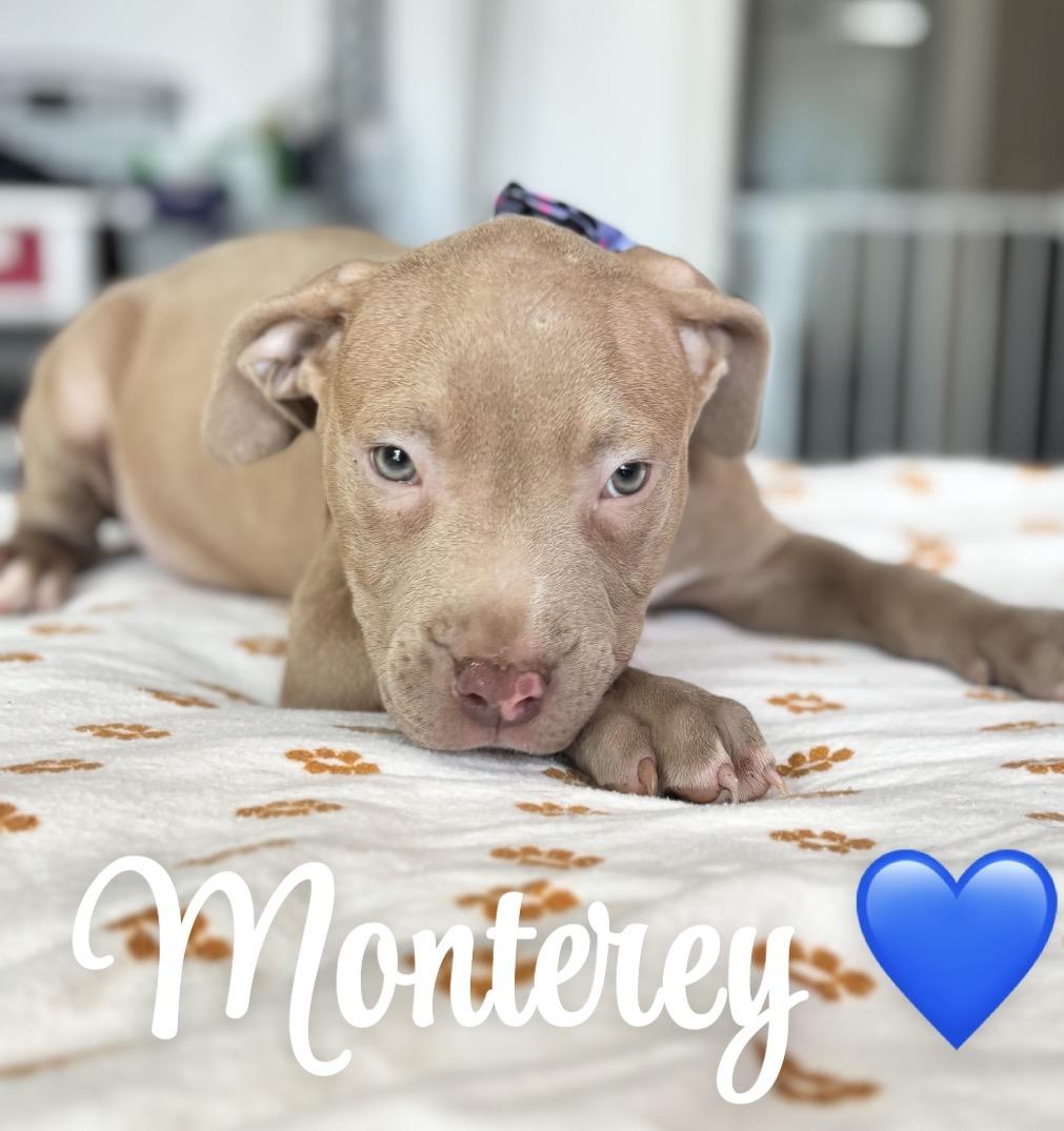 Monterey, adopted, Puppy Male Pit Bull Terrier.