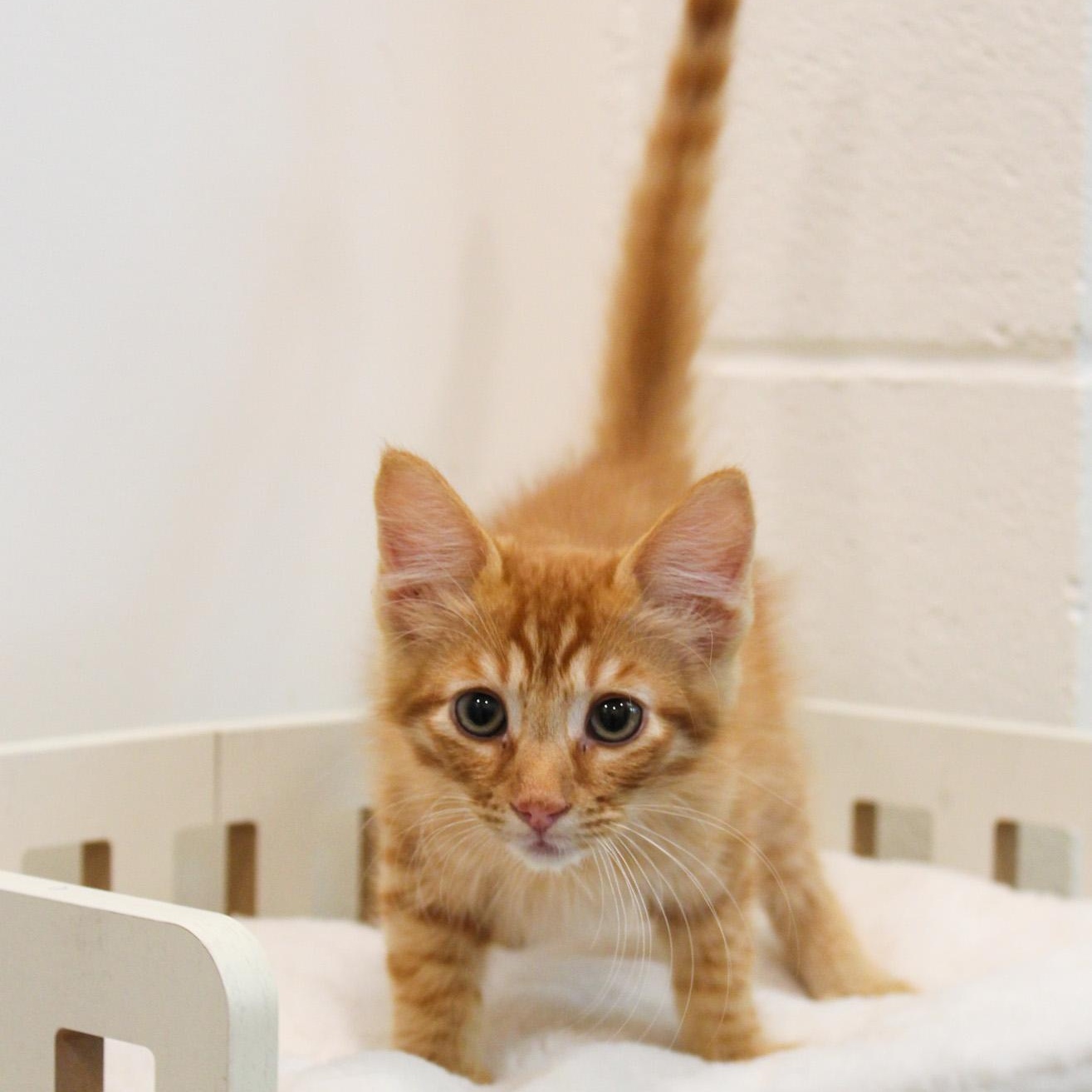 Enlarge Carrot, a Adopted Domestic Medium Hair in Newport Beach, CA image 2/2