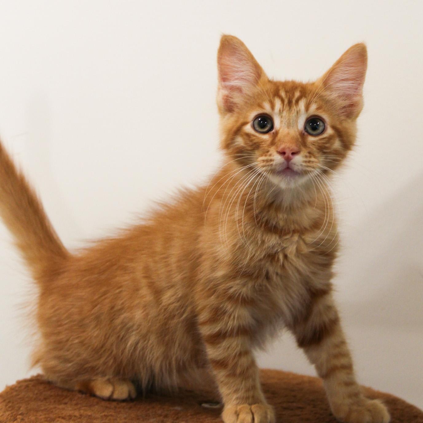 Enlarge Carrot, a Adopted Domestic Medium Hair in Newport Beach, CA image 1/2