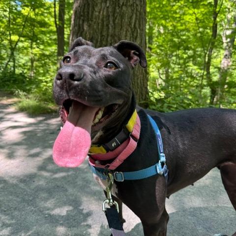 Enlarge Marge, a Adoptable Mixed Breed in Pittsburgh, PA image 1/6